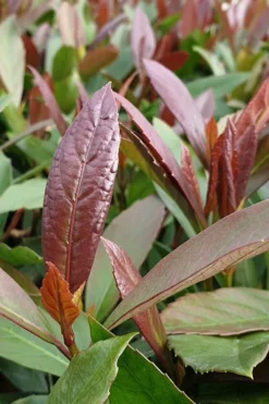 Coppertop Sweet Viburnum - 3 Gallon Pot -Bloom Haven Viburnum Coppertop 3