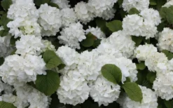 Popcorn Snowball Viburnum Bush - 3 Gallon Pot -Bloom Haven Viburnum Popcorn 1 1