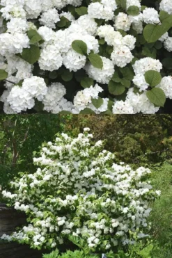Popcorn Snowball Viburnum Bush - 3 Gallon Pot -Bloom Haven Viburnum Popcorn 2 500x750 2