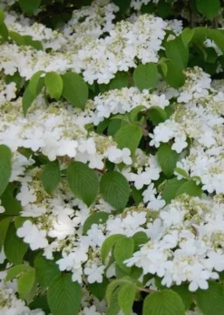 Shasta Doublefile Viburnum - 2 Gallon Pot -Bloom Haven Viburnum Shasta 6 3