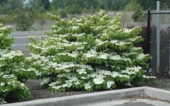 Shasta Doublefile Viburnum - 6 Pack Of 1 Gallon Pots -Bloom Haven Viburnum Shasta 8 2
