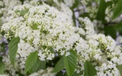 Snow Joey Viburnum - 3 Gallon Pot -Bloom Haven Viburnum Snow Joey 2