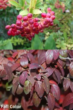 Snow Joey Viburnum - 3 Gallon Pot -Bloom Haven Viburnum Snow Joey 5
