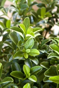 Sugar Cookie Sweet Viburnum - 3 Gallon Pot -Bloom Haven Viburnum Sugar Cookie 2