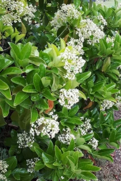 Sugar Cookie Sweet Viburnum - 3 Gallon Pot -Bloom Haven Viburnum Sugar Cookie 3
