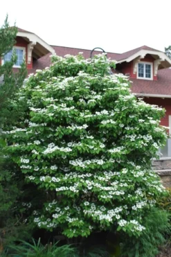 Summer Snowflake Viburnum - 3 Gallon Pot -Bloom Haven Viburnum Summer Snowflake 20 2