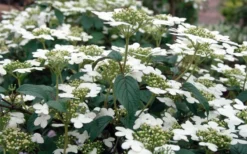 Summer Snowflake Viburnum - 6 Pack Of 1 Gallon Pots -Bloom Haven Viburnum Summer Snowflake 3