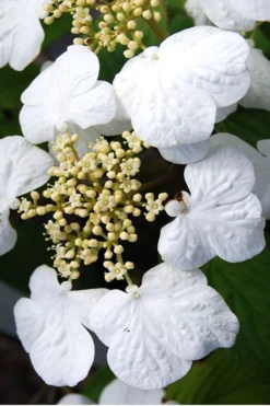 Summer Snowflake Viburnum - 3 Gallon Pot -Bloom Haven Viburnum Summer Snowflake 30
