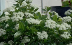 Winterthur Viburnum - 1 Gallon Pot -Bloom Haven Viburnum Winterthur 11