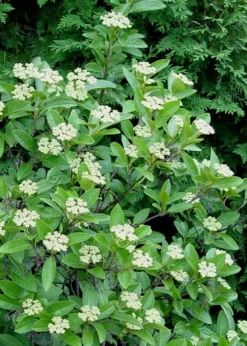Winterthur Viburnum - 1 Gallon Pot -Bloom Haven Viburnum Winterthur 7