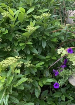 Winterthur Viburnum - 1 Gallon Pot -Bloom Haven Viburnum Winterthur 9