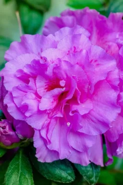 Autumn Majesty Encore Azalea - 3 Gallon Pot -Bloom Haven azalea encore autumn majesty 12 1