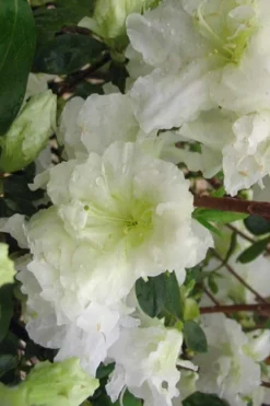 Helen Curtis Azalea - 3 Gallon Pot -Bloom Haven azalea helen curtis 7