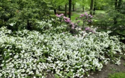 Helen Curtis Azalea - 3 Gallon Pot -Bloom Haven azalea helen curtis 9