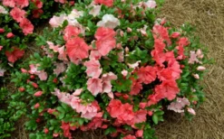 Hilda Niblett Azalea - 2 Gallon Pot -Bloom Haven azalea hilda niblet flowers