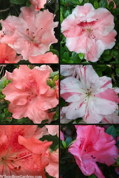 Hilda Niblett Azalea - 1 Gallon Pot 4 Hilda Niblett Azalea - 1 Gallon Pot - Image 4