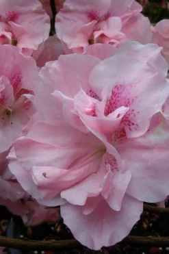 Nancy Of Robin Hill Azalea - 2 Gallon Pot 8 Nancy Of Robin Hill Azalea - 2 Gallon Pot -Bloom Haven azalea nancy at robin hill 1 1