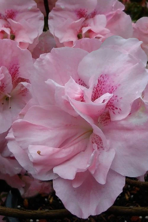 Nancy Of Robin Hill Azalea - 1 Gallon Pot 4 Nancy Of Robin Hill Azalea - 1 Gallon Pot - Image 4