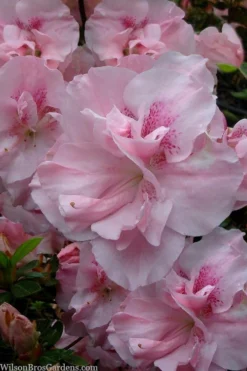 Nancy Of Robin Hill Azalea - 1 Gallon Pot