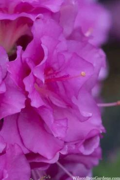 Perfecto Mundo Double Purple Reblooming Azalea - 3 Gallon Pot -Bloom Haven azalea perfecto mondo double20purple 1 1