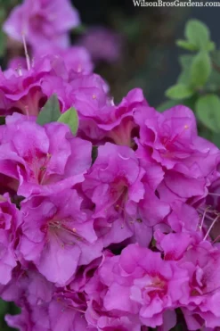 Perfecto Mundo Double Purple Reblooming Azalea - 3 Gallon Pot -Bloom Haven azalea perfecto mondo double20purple 3 1
