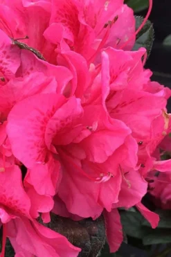 Perfecto Mundo Double Dark Pink Reblooming Azalea - 3 Gallon Pot -Bloom Haven azalea perfecto mundo double dark pink 1 1