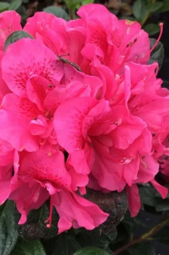 Perfecto Mundo Double Dark Pink Reblooming Azalea - 3 Gallon Pot