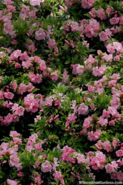 Perfecto Mundo Double Pink Reblooming Azalea - 3 Gallon Pot -Bloom Haven azalea perfecto mundo double pink 1