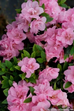 Perfecto Mundo Double Pink Reblooming Azalea - 3 Gallon Pot -Bloom Haven azalea perfecto mundo double pink 2