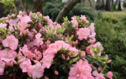 Perfecto Mundo Double Pink Reblooming Azalea - 3 Gallon Pot -Bloom Haven azalea perfecto mundo double pink 5