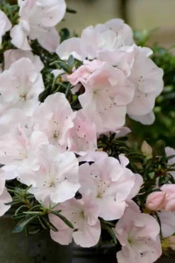 Tsuki No Shimo Satsuki Azalea - 1 Gallon Pot -Bloom Haven azalea satsuki tsuki no shimo 100