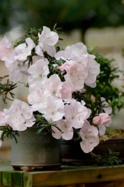 Tsuki No Shimo Satsuki Azalea - 1 Gallon Pot -Bloom Haven azalea satsuki tsuki no shimo 101