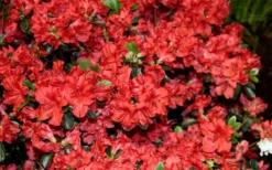 Stewartstonian Azalea - 3 Gallon Pot -Bloom Haven azalea stewartstonian 6