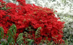 Stewartstonian Azalea - 3 Gallon Pot -Bloom Haven azalea stewartstonian 7