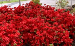 Stewartstonian Azalea - 3 Gallon Pot -Bloom Haven azalea stewartstonian 8