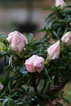 Tsuki No Shimo Satsuki Azalea - 1 Gallon Pot -Bloom Haven azalea tsuki no shimo 2