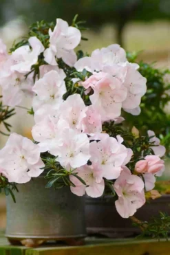 Tsuki No Shimo Satsuki Azalea - 1 Gallon Pot -Bloom Haven azalea tsuki no shimo 6