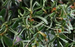 Tsuki No Shimo Satsuki Azalea - 1 Gallon Pot -Bloom Haven azalea tsuki no shimo 7