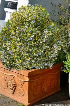 Sunburst Variegated Korean Boxwood - 1 Gallon Pot -Bloom Haven boxwood sunburst golden 11