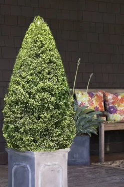 Variegated Boxwood (Buxus Sempervirens 'Aureovariegata') - 2 Gallon Pot - SALE -Bloom Haven boxwood variegated cone 2 2