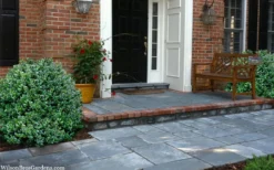 Gordo Boxwood - 5 Pack Of Quart Pots -Bloom Haven buxus gordo boxwood 2 1