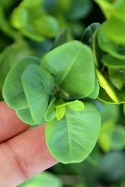 Gordo Boxwood - 1 Gallon Pot -Bloom Haven buxus gordo boxwood 3