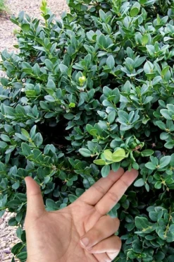 Gordo Boxwood - 5 Pack Of Quart Pots -Bloom Haven buxus gordo boxwood 4 1
