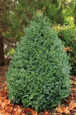 John Baldwin Boxwood - 1 Gallon Pot -Bloom Haven buxus microphylla john baldwin boxwood 6