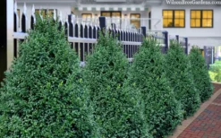 John Baldwin Boxwood - 1 Gallon Pot -Bloom Haven buxus microphylla john baldwin boxwood 8
