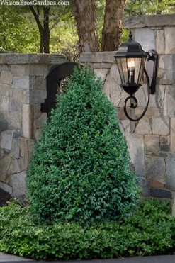 John Baldwin Boxwood - 1 Gallon Pot -Bloom Haven buxus microphylla john baldwin boxwood 9