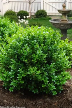 Little Missy Dwarf Boxwood - 5 Pack Of Quart Pots