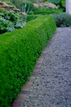 Little Missy Dwarf Boxwood - 2.5 Gallon Pot -Bloom Haven buxus microphylla little missy dwarf boxwood 3 5