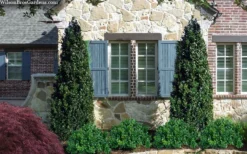 Arctic Emerald Columnar Boxwood - 6 Pack Of 1 Gallon Pots -Bloom Haven buxus sempervirens arctic emerald boxwood 103