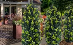 Arctic Emerald Columnar Boxwood - 1 Gallon Pot -Bloom Haven buxus sempervirens arctic emerald boxwood 105 1
